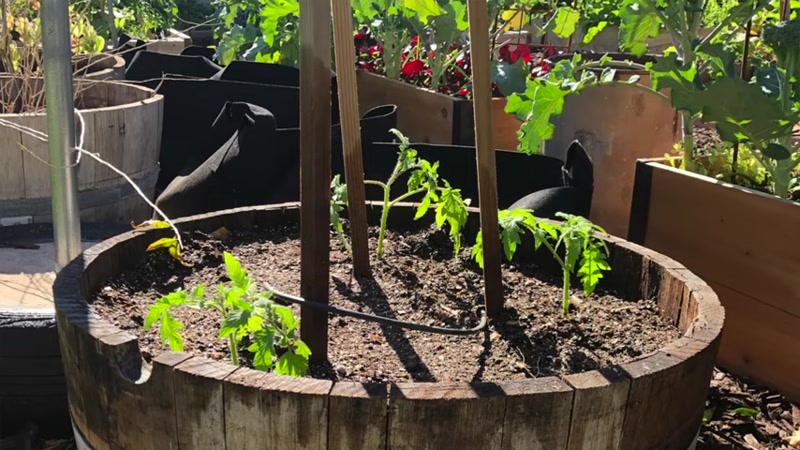 Step 4: Fill Containers with Quality Soil