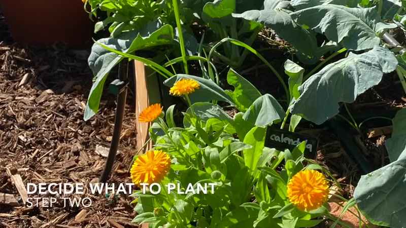 Step 5: Plant Your Seeds or Transplants